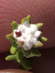 Phylica debilis fourcadei