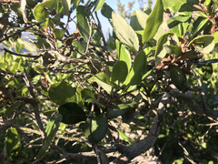 Comarostaphylis diversifolia planifolia