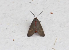 Pygarctia pterygostigma