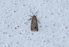 Pygarctia pterygostigma