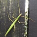 Unarmed Stick-Insect - Photo (c) Amy Balkin, some rights reserved (CC BY-NC), uploaded by Amy Balkin