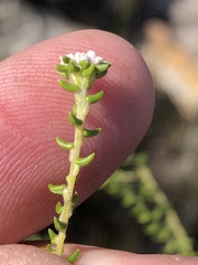 Phylica debilis fourcadei