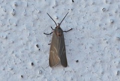 Pygarctia pterygostigma