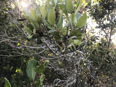 Comarostaphylis diversifolia planifolia