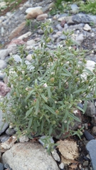 Chaenorhinum minus