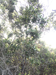 Comarostaphylis diversifolia planifolia