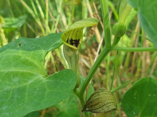 Image of Aristolochia pallida by (c) Clément Maouche, some rights reserved (CC BY)