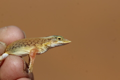 Meroles anchietae