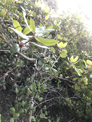 Comarostaphylis diversifolia planifolia