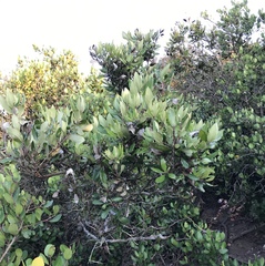 Comarostaphylis diversifolia planifolia