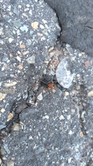 Castianeira occidens