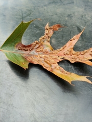 Melikaiella ostensackeni