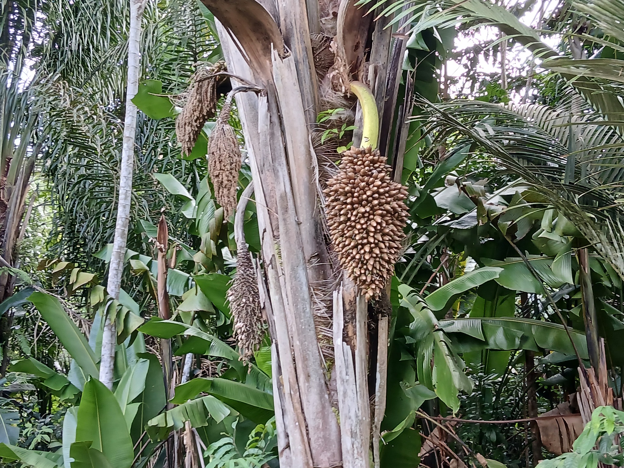 Imagem de Inajá