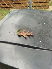 Melikaiella ostensackeni