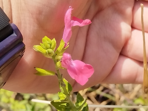 Salvia microphylla