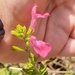 Salvia microphylla — photo 2