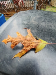 Melikaiella ostensackeni