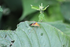 Hypselonotus lineatus