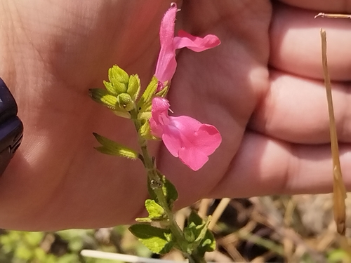 Salvia microphylla
