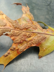 Melikaiella ostensackeni