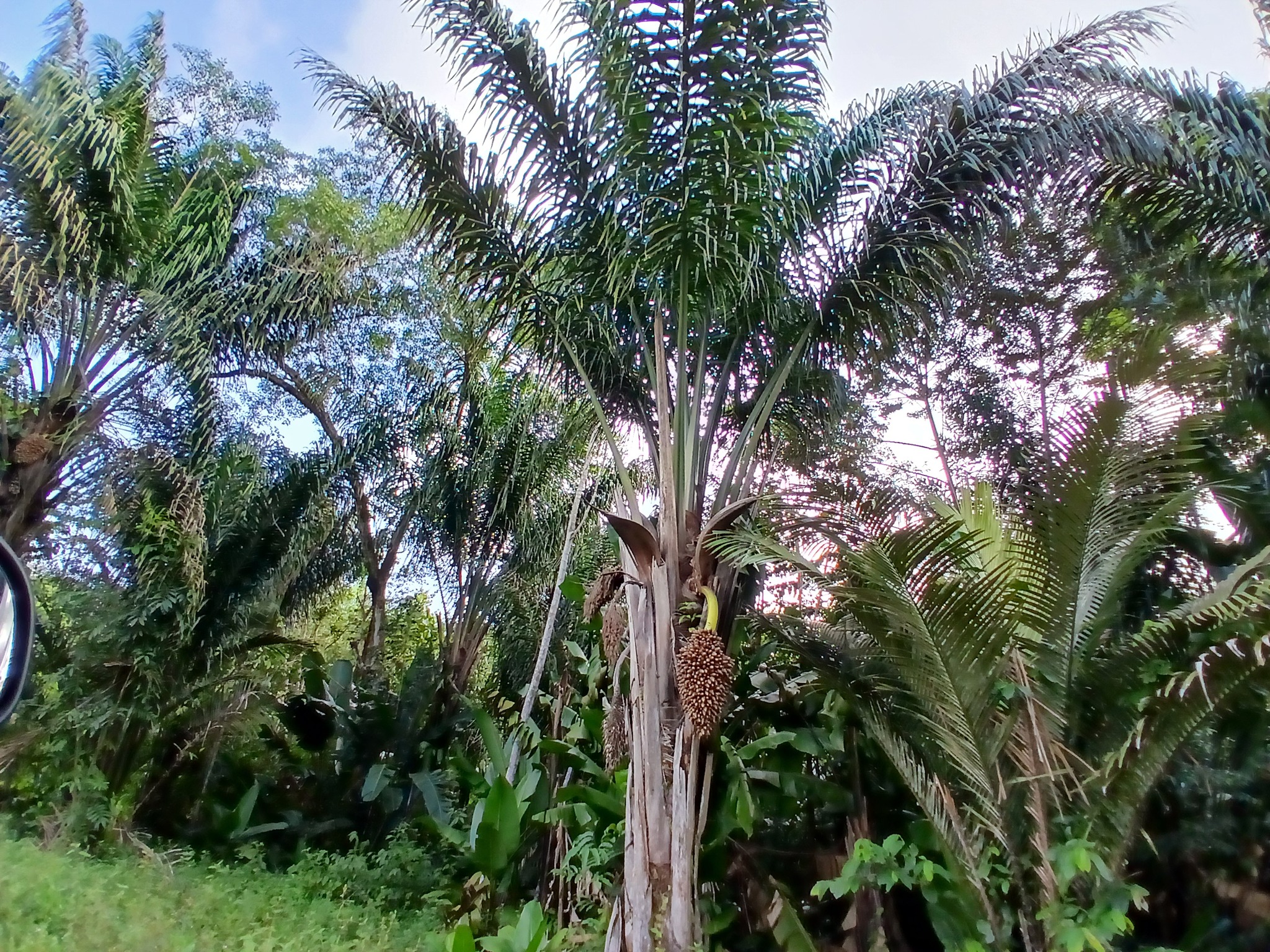 Imagem de Inajá