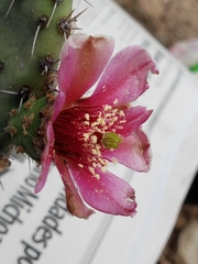 Opuntia pilifera
