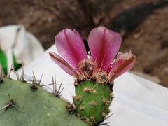 Opuntia pilifera