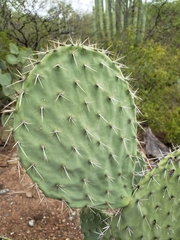 Opuntia pilifera