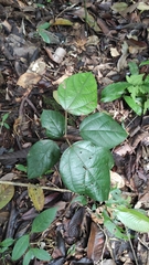 Wild yam (Abuta bullata)