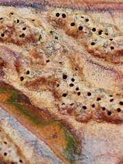 Melikaiella ostensackeni