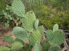 Opuntia pilifera