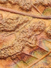 Melikaiella ostensackeni