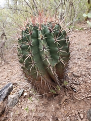 Ferocactus recurvus