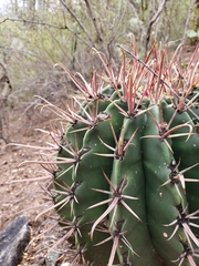 Ferocactus recurvus