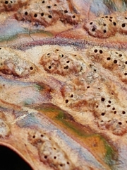 Melikaiella ostensackeni