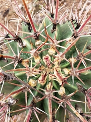 Ferocactus recurvus