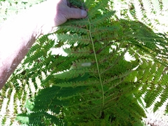 Osmunda claytoniana