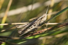 Glyptobothrus