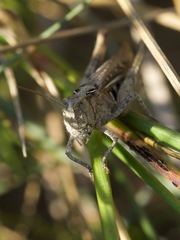 Glyptobothrus