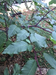 Phytolacca americana