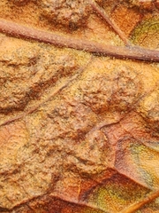 Melikaiella ostensackeni