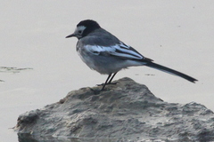 Motacilla alba