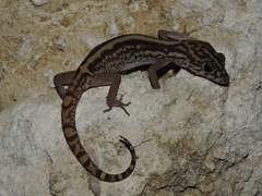 Coleonyx elegans