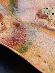 Melikaiella ostensackeni