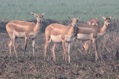 Antilope cervicapra