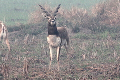 Antilope cervicapra
