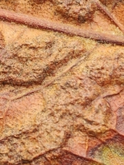 Melikaiella ostensackeni