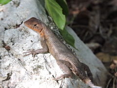Sceloporus chrysostictus