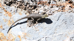 Sceloporus oberon