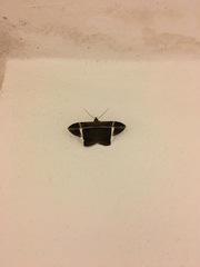 Hemeroblemma mexicana